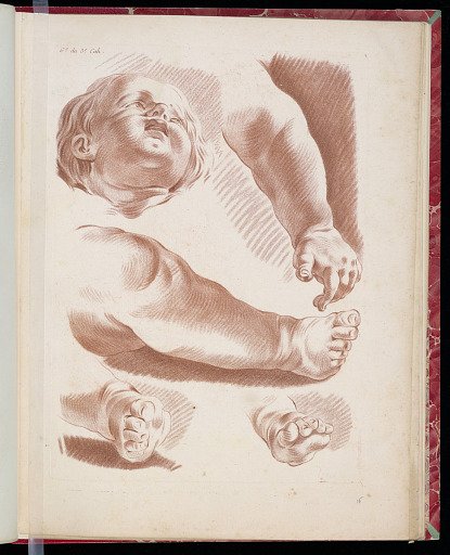 Studies of a Child’s Head, Feet, and Arm