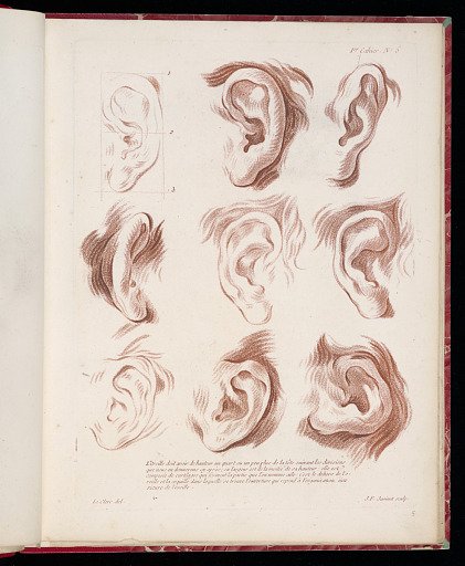 Studies of Ears