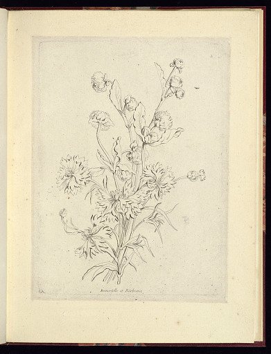 Immortelle et Barbeaux