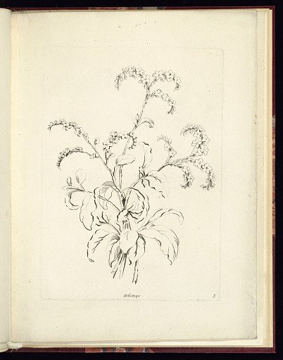 Heliotrope