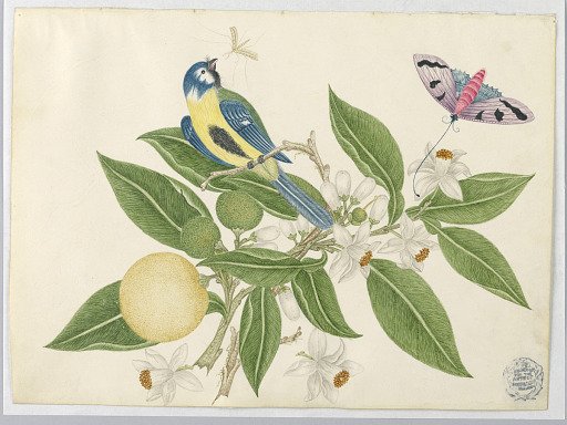 Bird on an Orange Branch, with Butterfly