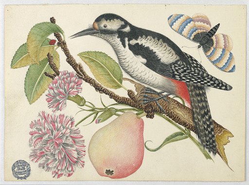 Bird, Butterfly, and Pear