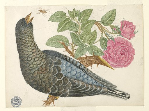 Blue-Black Bird on Rose Branch with Spider