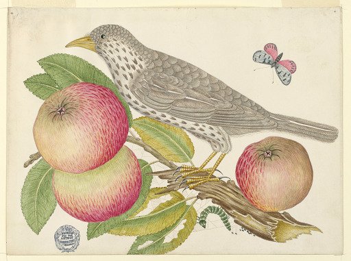 Brown Bird on Apple Branch, with Caterpillar