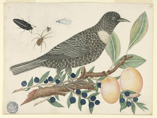 Black Bird witth Blueberries and Apricots