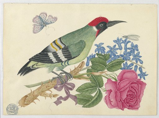 European Green Woodpecker on Branch with Rose and Forget-Me-Nots