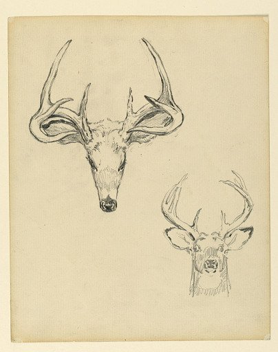 Study of stag head