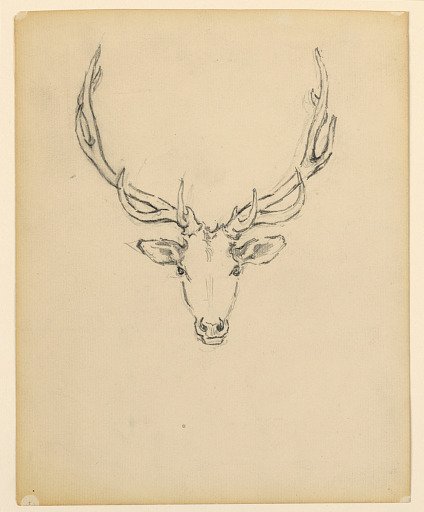 Study of stag head