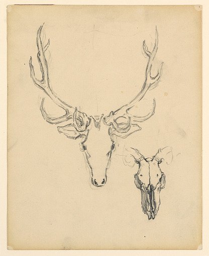 Study of stag head