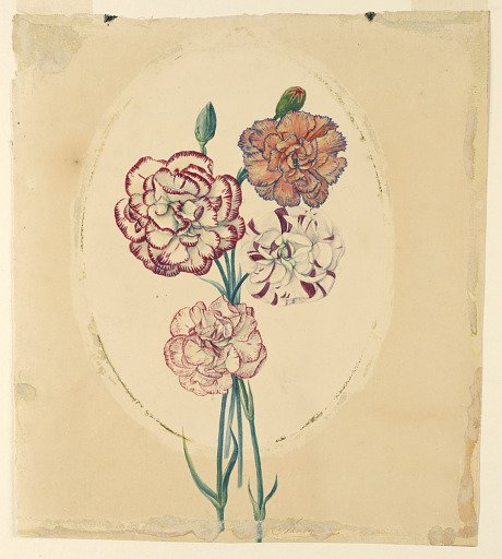 A bunch of four carnations