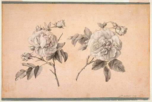Study of Two Roses