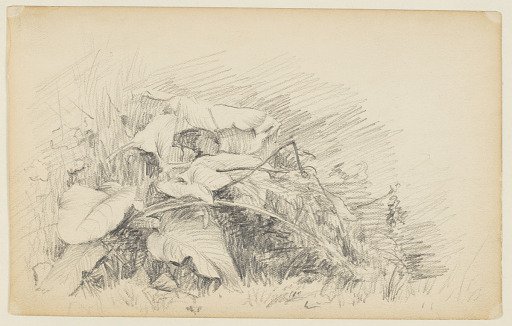 Study of Grass and Plants