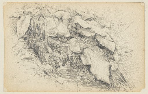 Study of Grass and Plants