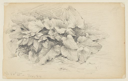 Study of a Plant, West 86th Street