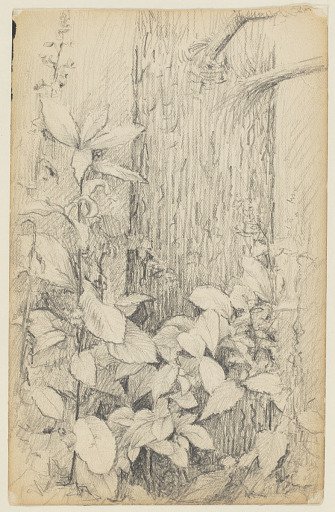 Study of Undergrowth