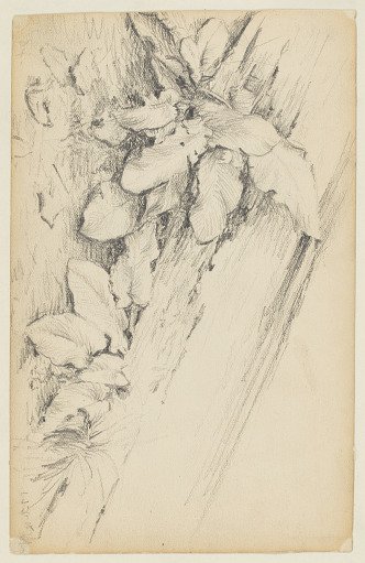 Study of Plants and Rotten Tree Trunk, 155th Street