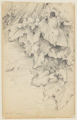 Study of Plants at the Edge of Water, High Bridge