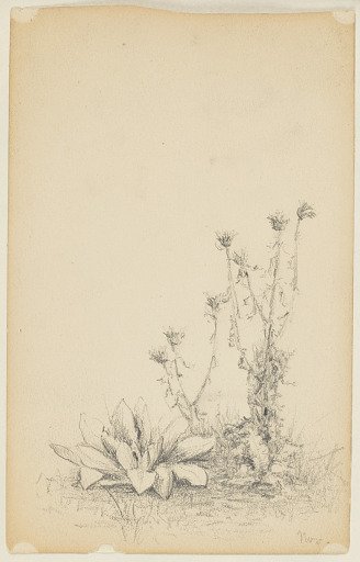 Study of Wild Plants