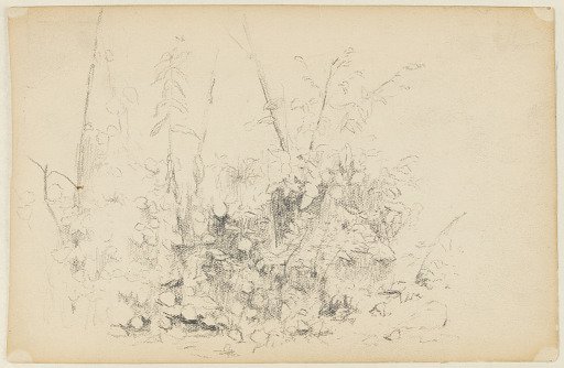 Sketch of Wild Plants