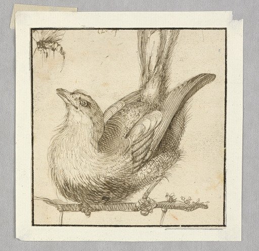 A Fly-Catcher
