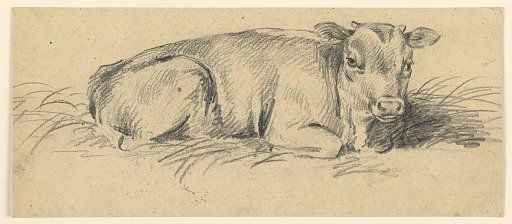 Study of a Young Bull Lying in a Meadow