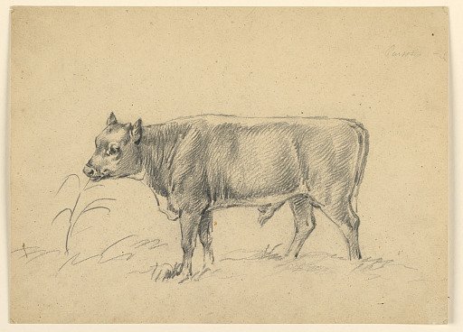 Study of a Young Bull Standing in a Meadow