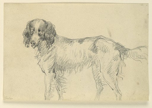 Study of a Dog
