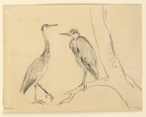 Study of Two Herons