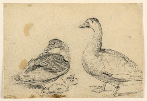 Studies of Ducks and a Fowl with Chickens