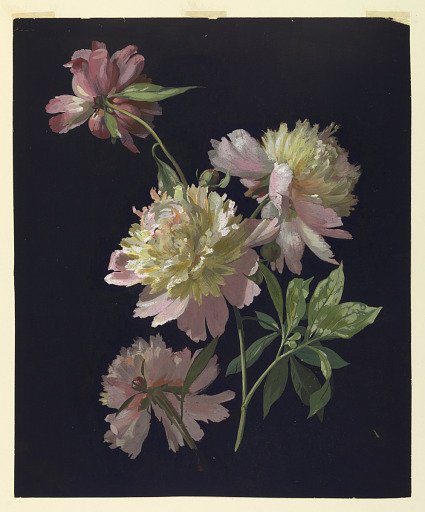 Flower Study, Peonies