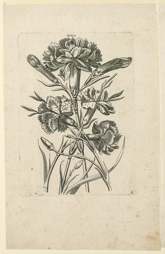 Carnations and Buds, Plate 11