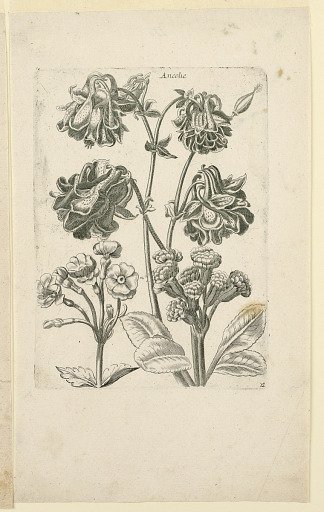 Columbine Blossoms and Buds, Plate 12