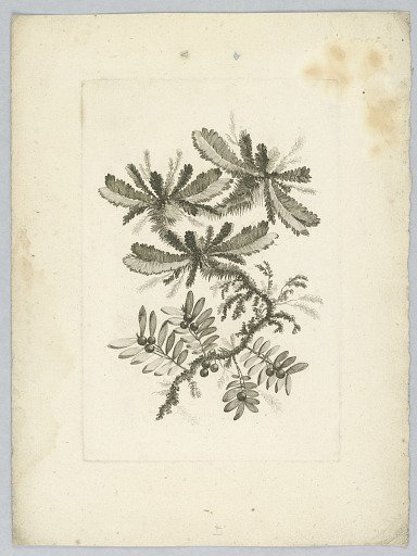 Floral Fantasy, "Fleurs de Gout"