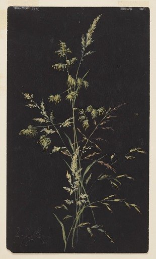 Study of Grass in Seed
