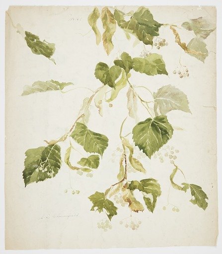 Study of a Linden Branch