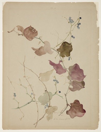 Study of Clematis Vine with Blue Berries
