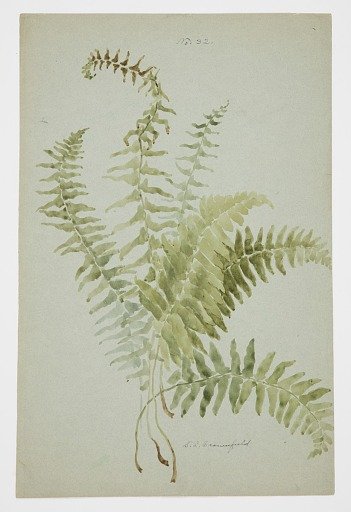 Study of Fern