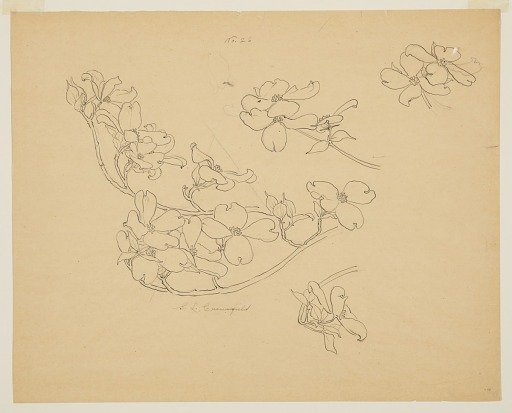 Study of Dogwood