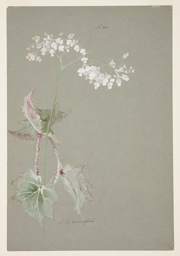 Study of Pink Begonia