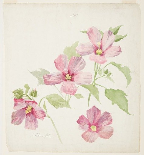 Study of Mallow