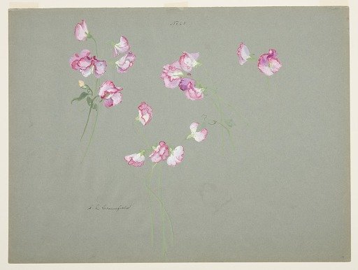 Study of Sweet Peas