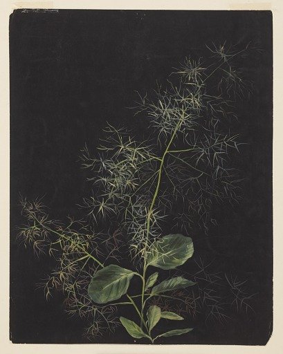 Study of Plant, Possibly Tufted Hairgrass