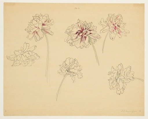Study of Peonies