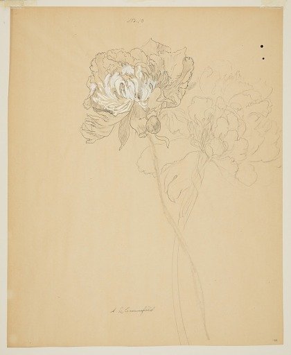 Study of Peonies