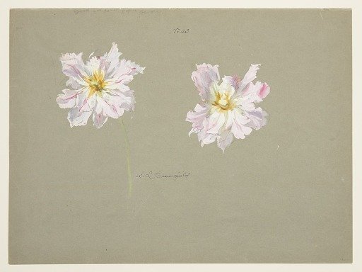 Study of Pale Pink Peonies