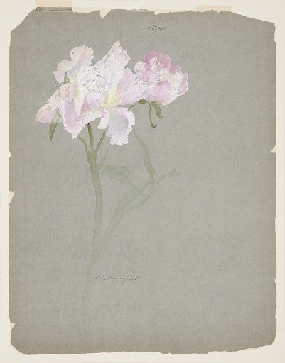 Study of Peony Stalk with Blossoms