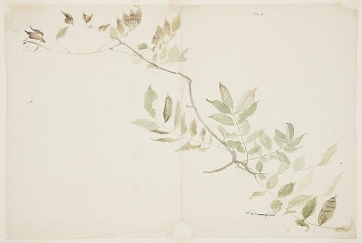 Study of Wisteria Foliage