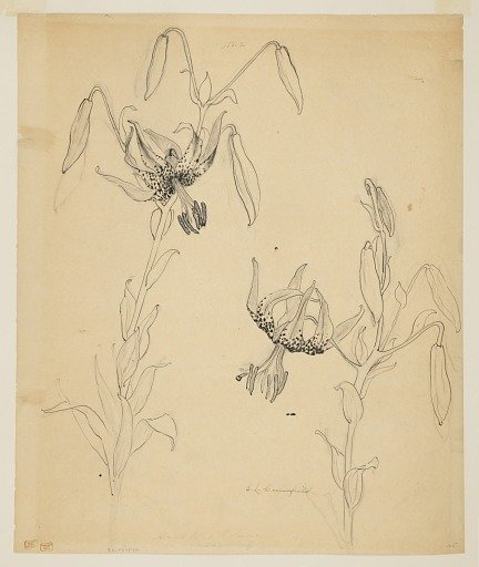 Study of Tiger Lilies