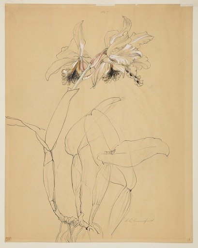 Study of an Orchid