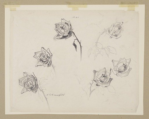 Study of Roses